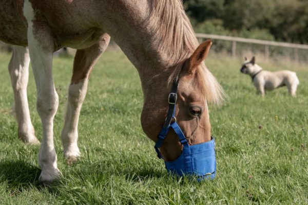 Anti-graas Zephyr Short Cob (Volbloed) - Image 3