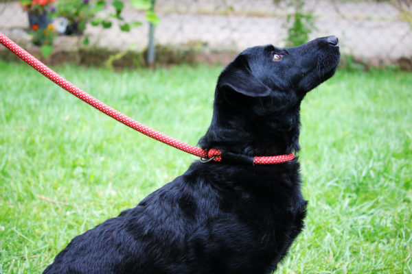 KONG Rope slip leash One Size Red