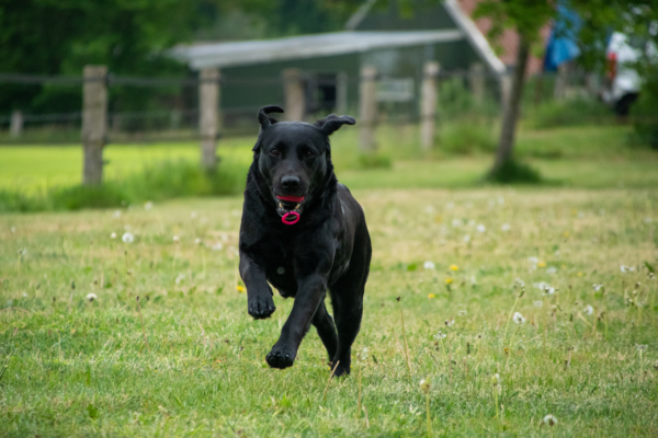 Dog Comets Blazar Jet Groen - Afbeelding 12