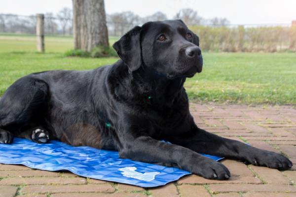 CoolPets Premium Cooling Mat XL (120x75cm) - Afbeelding 4