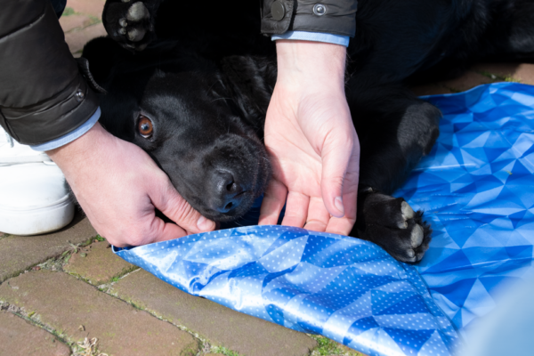 CoolPets Premium Cooling Mat XL (120x75cm) - Afbeelding 5