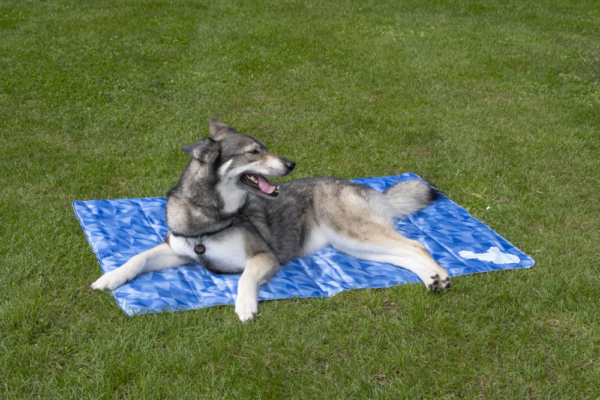 CoolPets Premium Cooling Mat XL (120x75cm) - Afbeelding 7