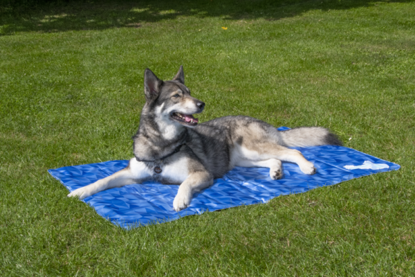 CoolPets Premium Cooling Mat XL (120x75cm) - Afbeelding 8