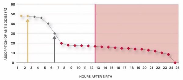 Excellent Colostrum voor kalveren IBR vrij - Afbeelding 4