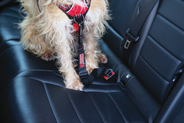 KONG Seat Belt Tether