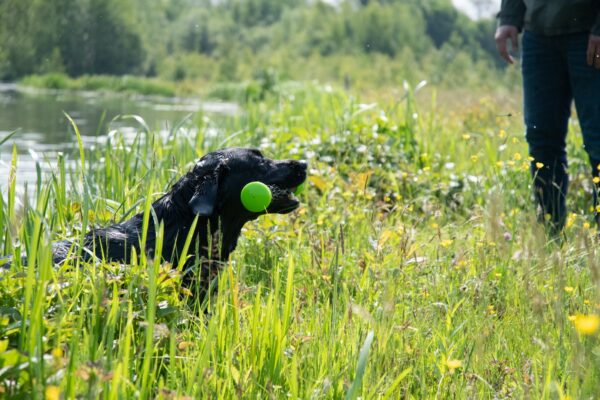 Dog Comets Meteor Werpstok roze L - Afbeelding 2