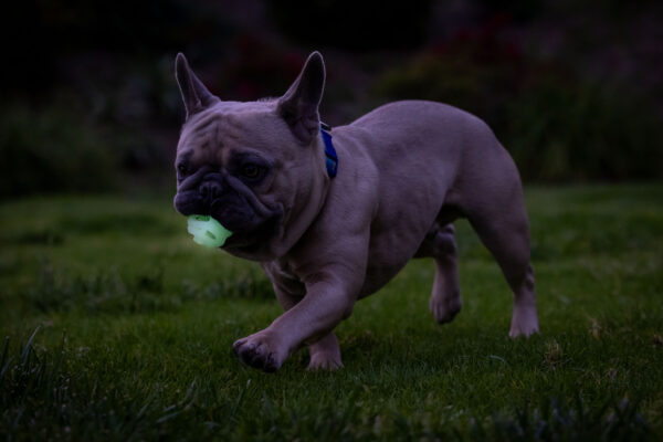 Chuckit Max glow air fetch ball S 2pk - Afbeelding 15