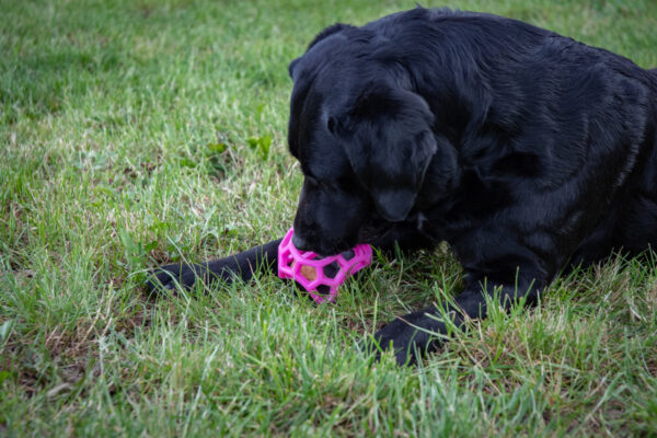 Dog Comets Moonstone Traktatiekubus groe