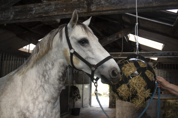 Hay Slowfeeder groen diam. 40 cm kunstst - Afbeelding 3