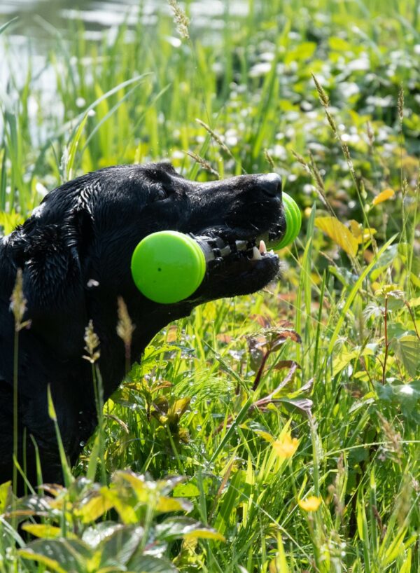 Dog Comets Meteor Werpstok roze L - Afbeelding 5