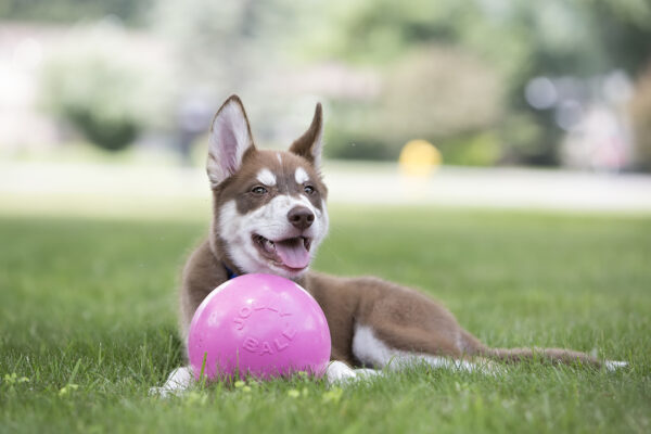 Jolly Ball Bounce-n Play 11cm Roze (Kauw - Afbeelding 3