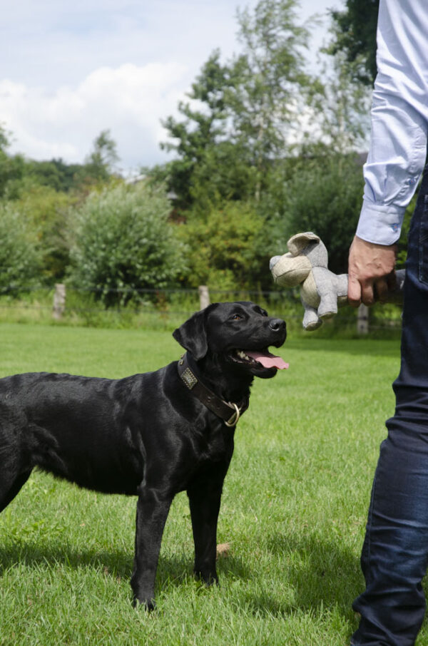 Country Dog Oliver - Afbeelding 3