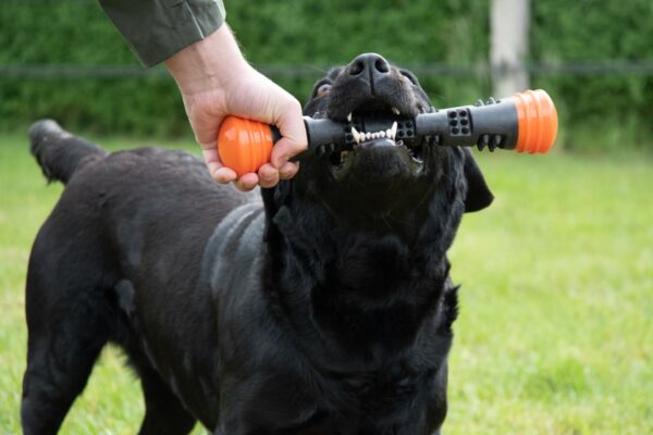 Dog Comets Meteor Werpstok oranje S - Afbeelding 2