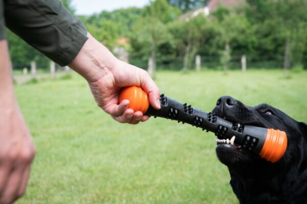 Dog Comets Meteor Werpstok oranje S - Afbeelding 4