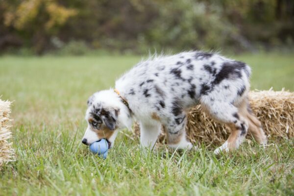 KONG Puppy M 8,6 cm Blauw of Roze - Afbeelding 2