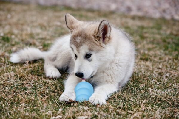 KONG Puppy M 8,6 cm Blauw of Roze - Afbeelding 6