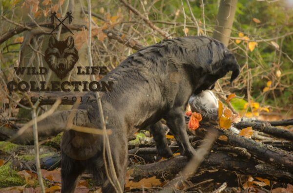 Wild Life Dog Pigeon (Duif) - Afbeelding 2