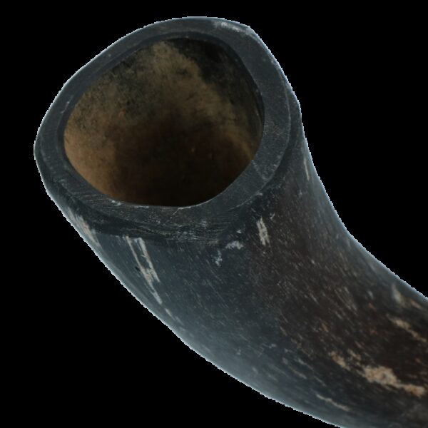 Viking whole Horn S - Afbeelding 3