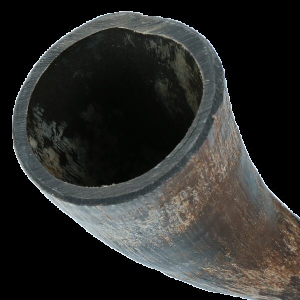 Viking whole Horn S - Afbeelding 4