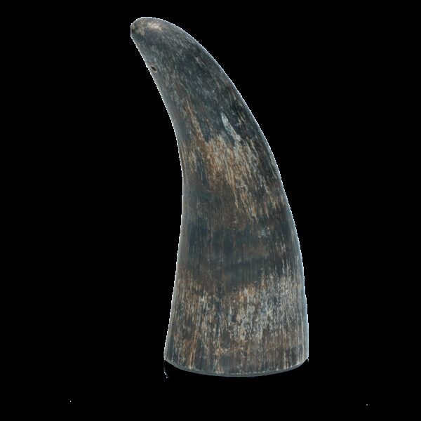 Viking whole Horn S - Afbeelding 2