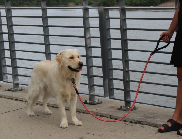 KONG Rope slip leash One Size Red