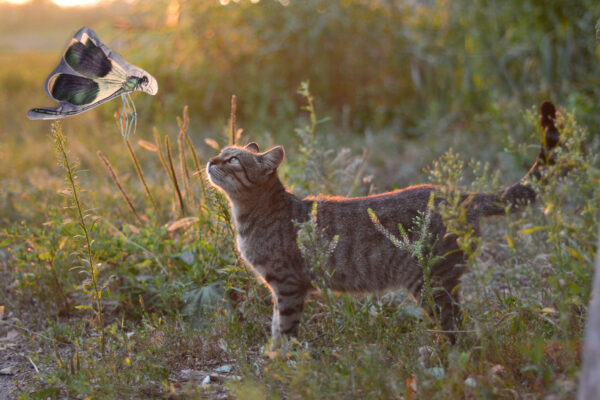 Wild Life Cat Libelle - Afbeelding 3