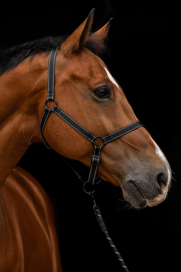 Excellent Horse Premium Halster XS Mini - Afbeelding 3