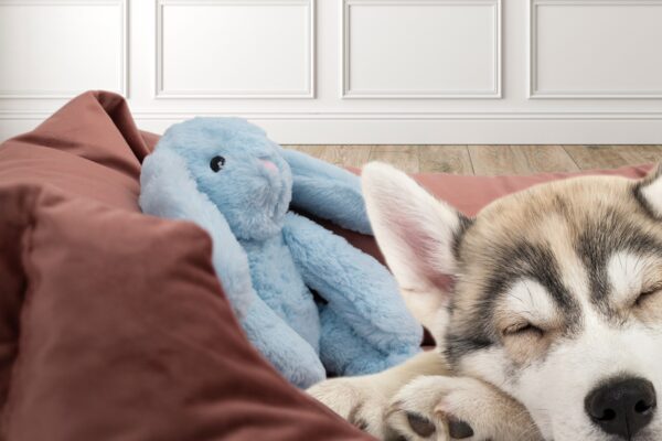 Cozy Dog Bunny Blue - Afbeelding 2