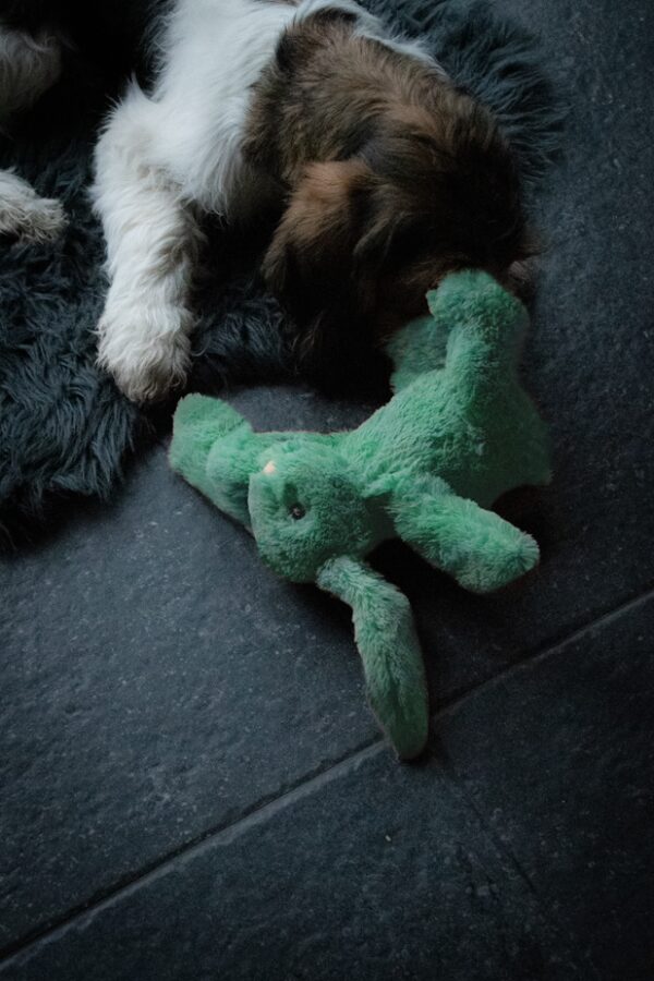 Cozy Dog Bunny Green - Afbeelding 5