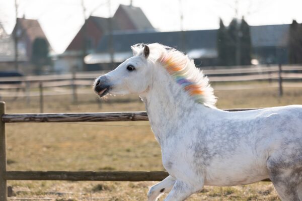 Lucky Horse Unicorn regenboog kleurkrijt - Afbeelding 4